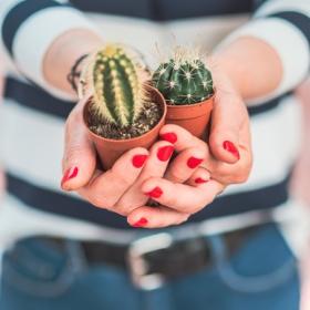 Clos up of hands holding two small potted cacti